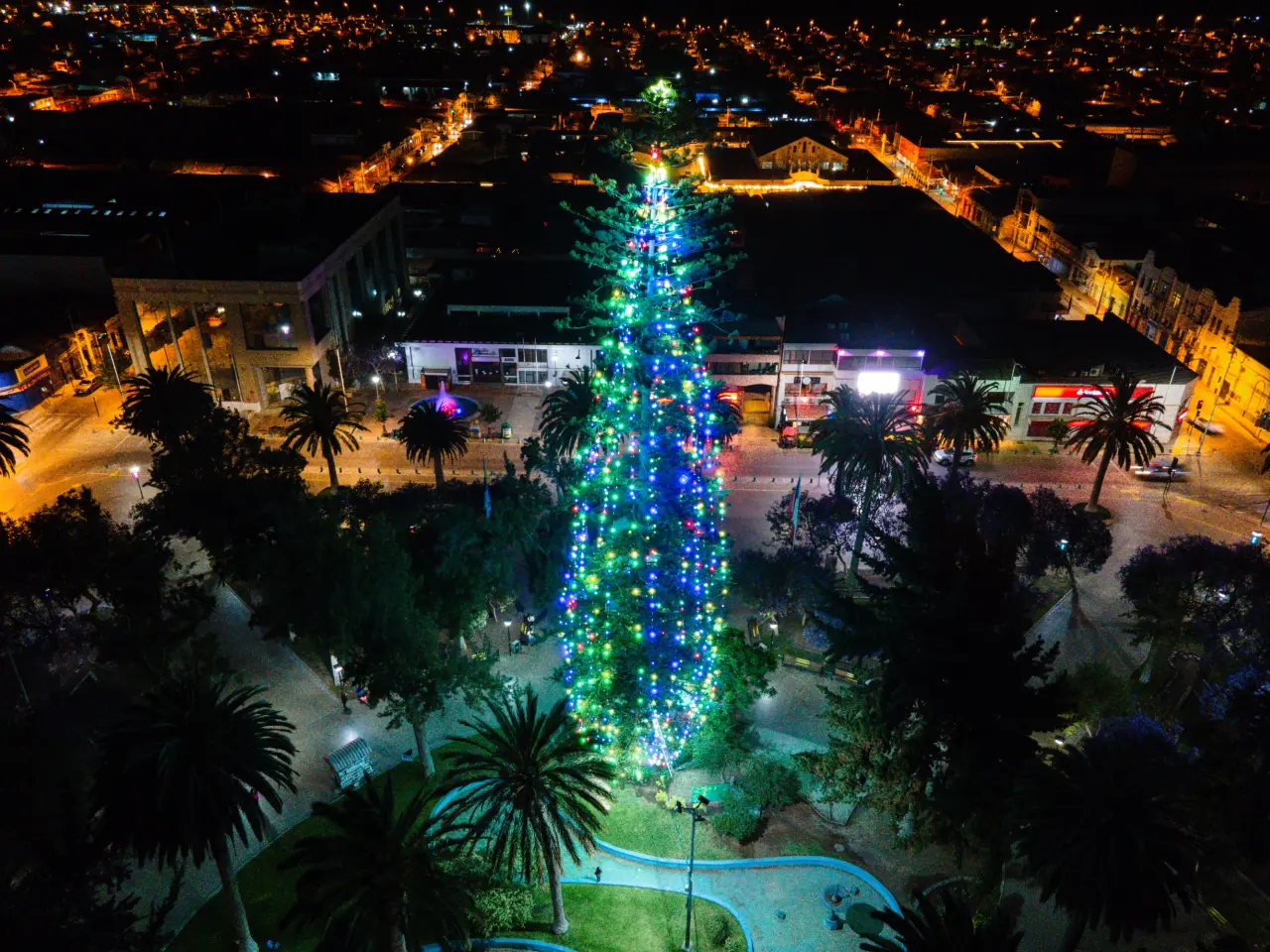 Este miércoles se encenderá el árbol de navidad natural más grande de Chile