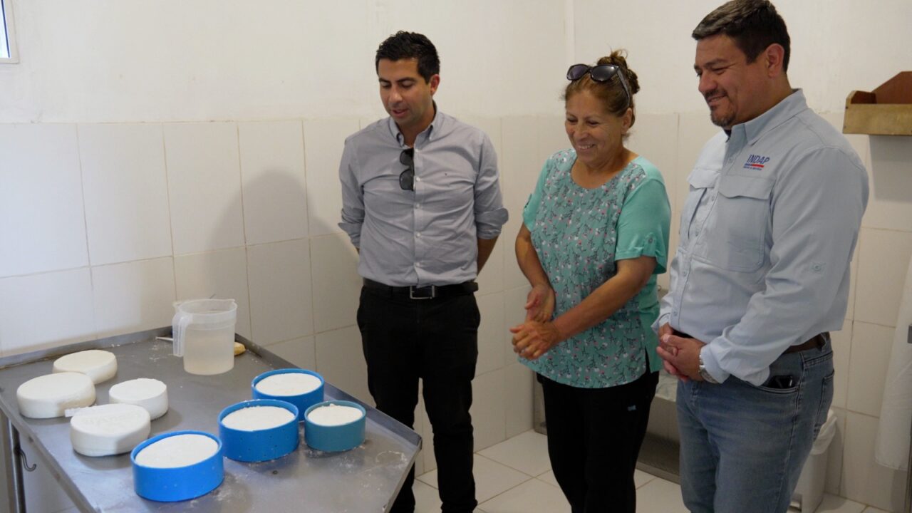 Programa inédito de inseminación caprina en Ovalle duplica productividad de crianceros gracias a genética francesa