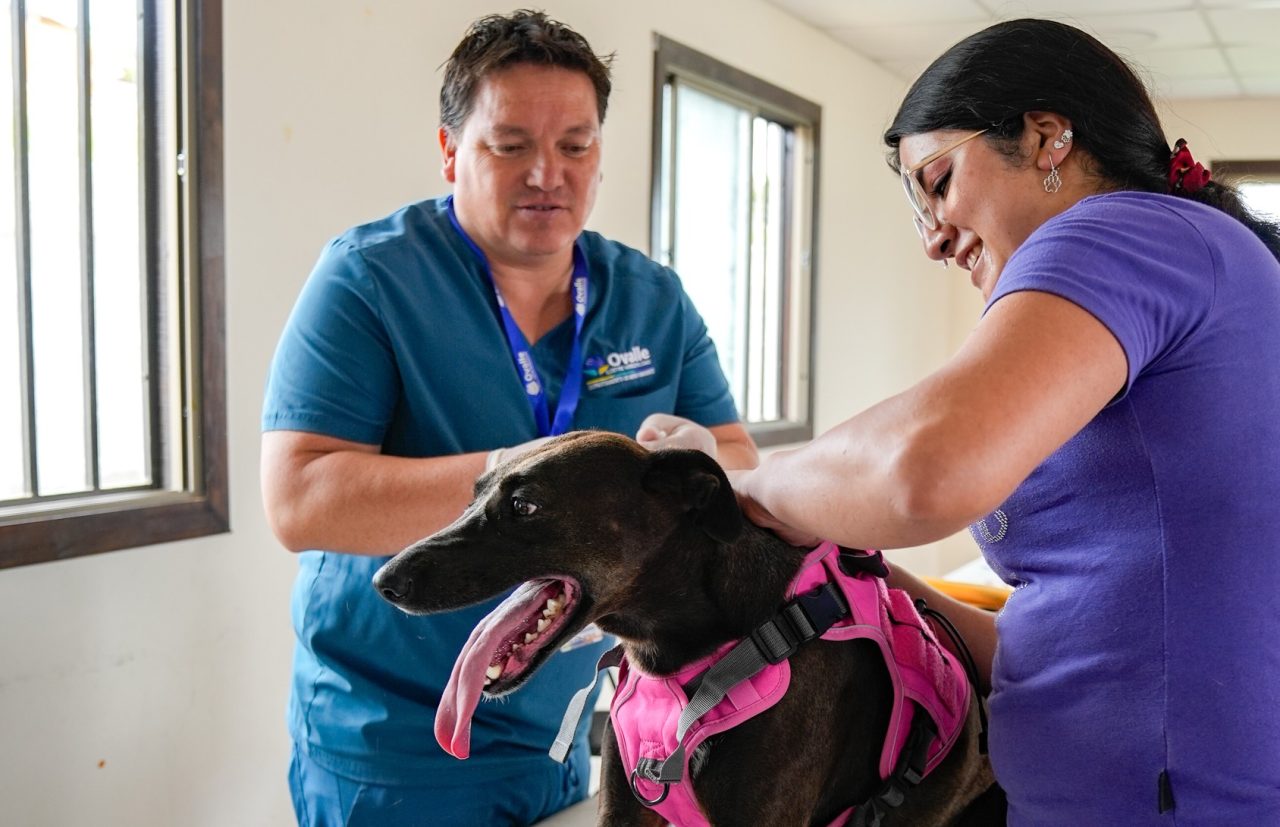 Sala Veterinaria Municipal realizó más de 4 mil atenciones durante el 2025