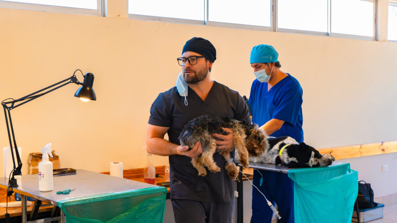 Confirman calendario de operativos de esterilización gratuita para cuatro sectores durante lo que resta del mes de julio