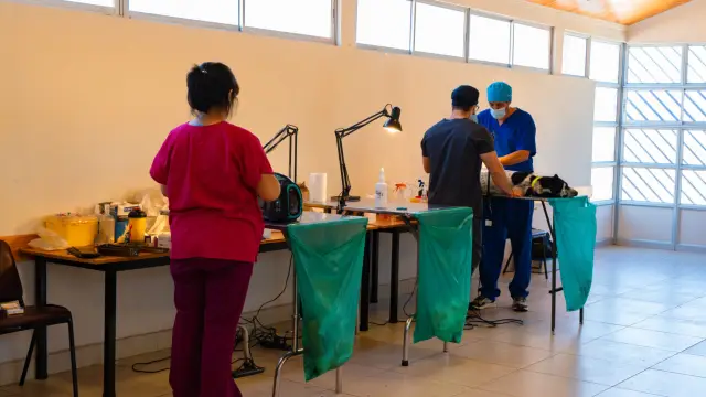 Anuncian masivo calendario de operativos de esterilización de mascotas para junio en Ovalle