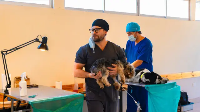 Confirman calendario de operativos de esterilización gratuita para cuatro sectores durante lo que resta del mes de julio