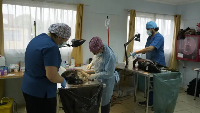 Cerca de 100 vecinos de la villa El Portal esterilizaron a sus perros y gatos