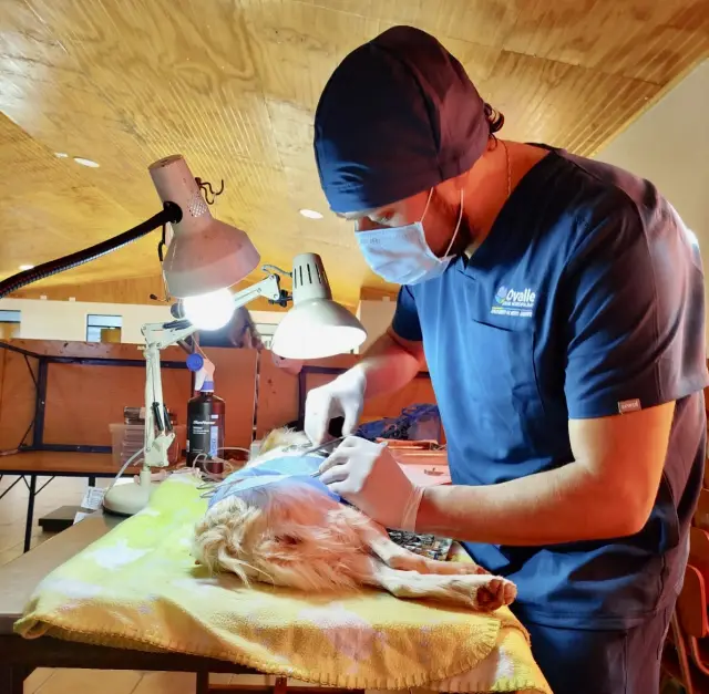 El municipio de Ovalle ha realizado mil esterilizaciones de mascotas en la comuna durante el 2024