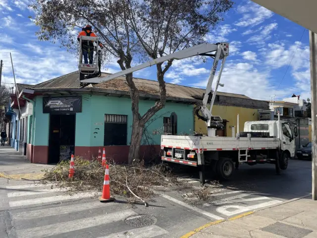 Municipio de Ovalle refuerza estrategias para un manejo “profesionalizado» del arbolado urbano