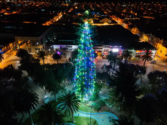 Este miércoles se encenderá el árbol de navidad natural más grande de Chile