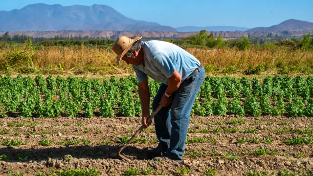 El Espinal de Chalinga se prepara para la 2da versión de la Fiesta del Campesino 2025