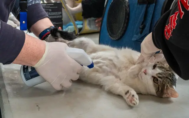 Exitosa jornada de Salud Felina en Ovalle atendió a más de 400 mascotas