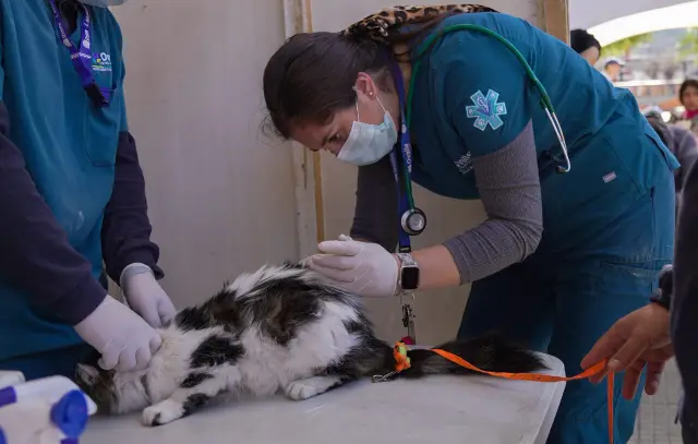 Operativo de control sano y vacunación felina benefició a cerca de 200 gatos y gatas en Ovalle