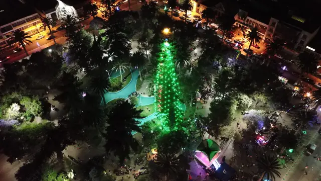 El próximo jueves se encenderá el Árbol de Navidad natural más grande de Chile