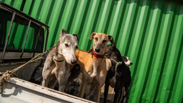 Impulsan tenencia responsable de mascotas en Ovalle