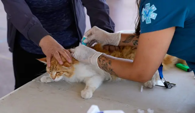 Exitoso operativo veterinario en Villa Talhuén beneficia a más de 50 mascotas de Ovalle